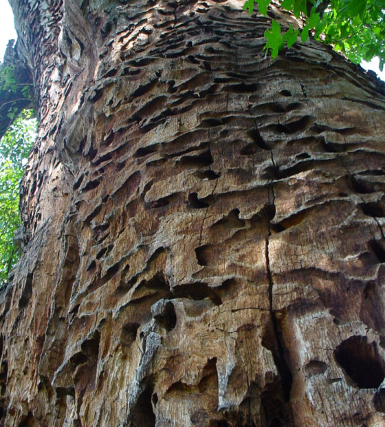 Detail poškození, 2004.