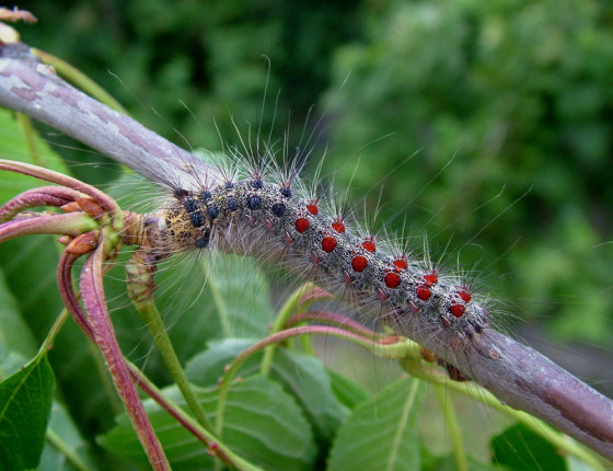Dorostlá housenka, 2005.