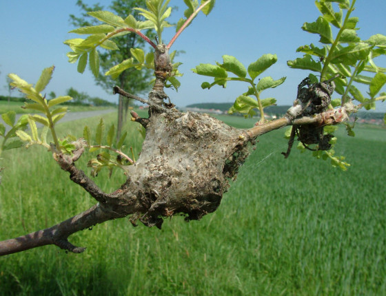 Hnízdo po přezimování, 2005.