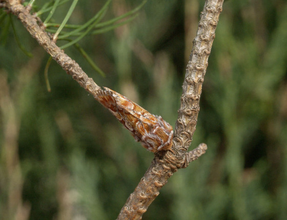 Krycí zbarvení motýla, Brno-Řečkovice 2006.
