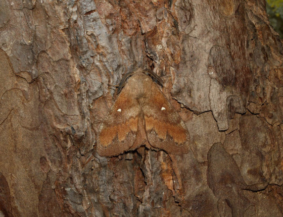 Krycí zbarvení motýla, Hostěnice 2009.