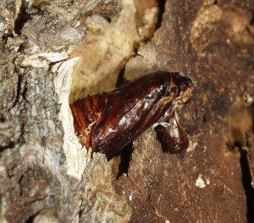 Kukelná svlečka, 2006.