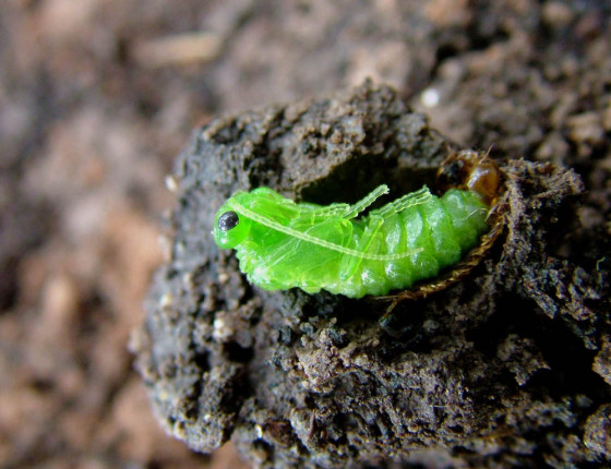 Kukla, Žákova hora 2005.
