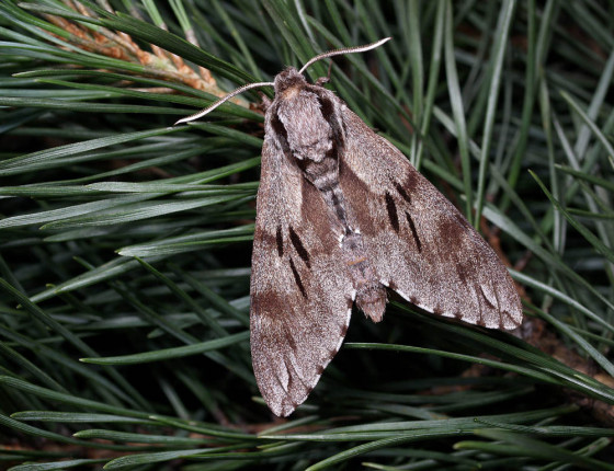 Motýl, Hostěnice 2009.