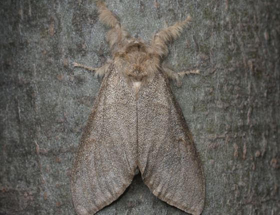 Motýl – tmavá forma, 2006.