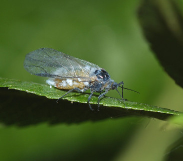 Okřídlená samička, 2008.