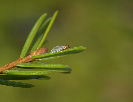 Okřídlená samička, Švihov 2006.