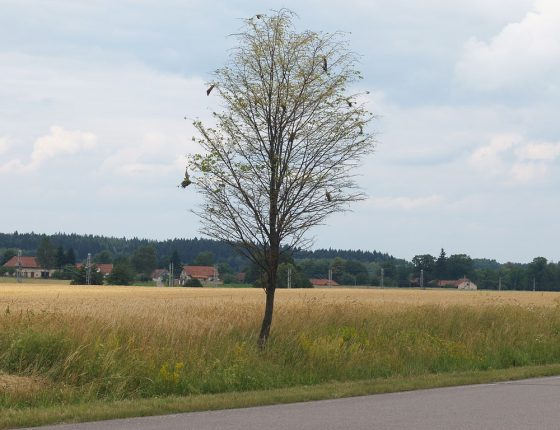 Strom s žírem a hnízdy housenek, 2007.