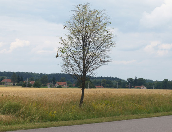 Strom s žírem a hnízdy housenek, 2007.