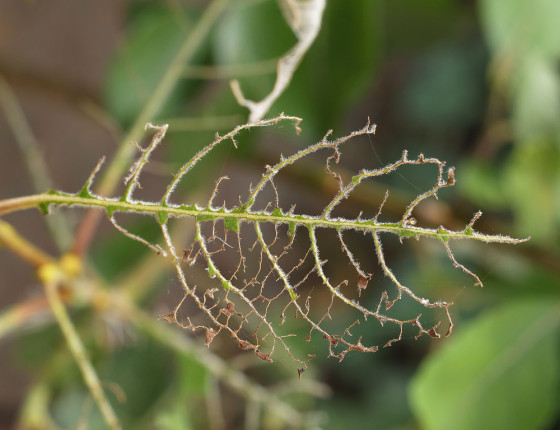 List poškozený housenicemi, 2009.