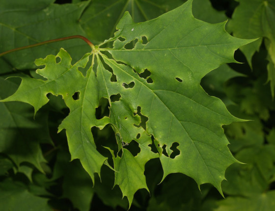 Poškozený list, 2011.