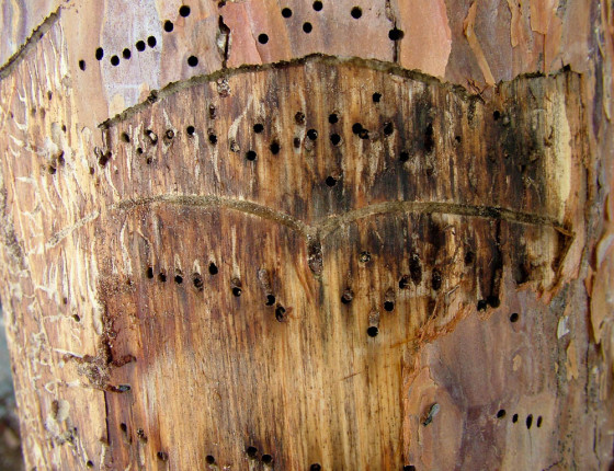 Požerek po odstranění kůry, 2004.