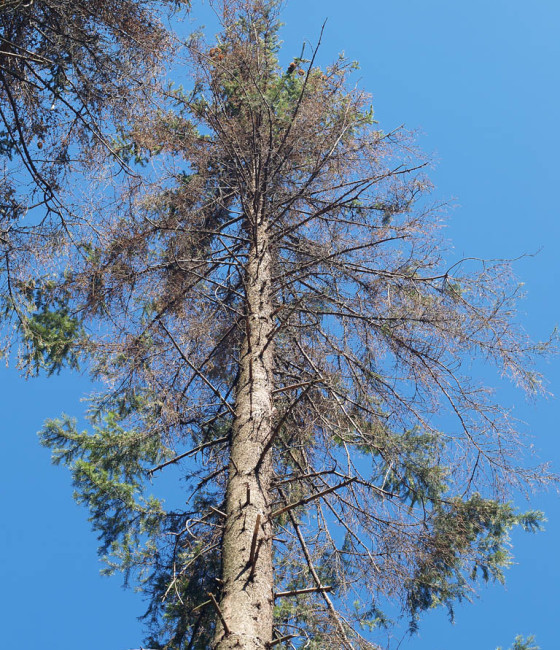 Napadený strom, Hostěnice 2008.
