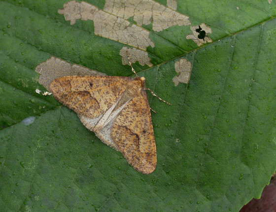 Samec – kropenatá forma, 2005.