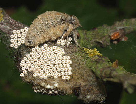 Samička se snůškou vajíček, Rohozná 2009