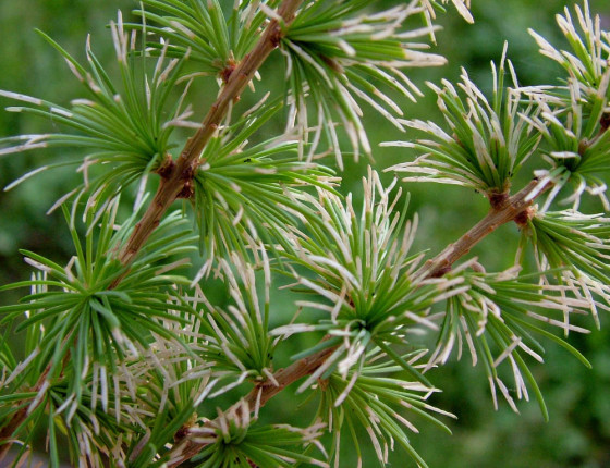 Silně poškozené jehličí, Vápenný Podol 2005.