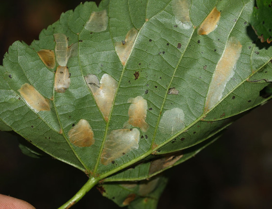 Silné poškození, 2010.