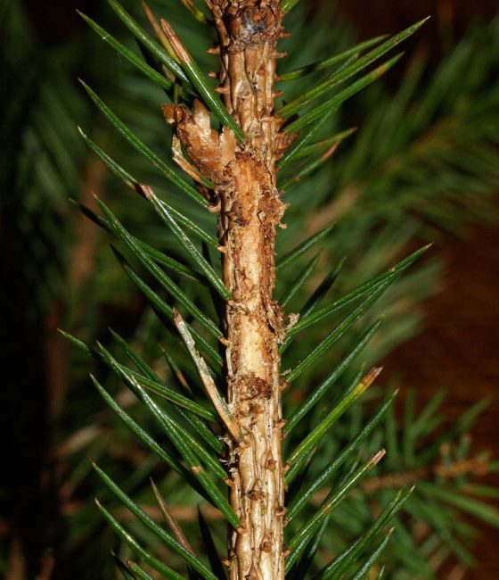 Silně poškozený stromek, Irsko – Balinahinch 2011.