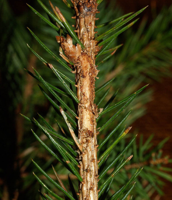 Silně poškozený stromek, Irsko – Balinahinch 2011.