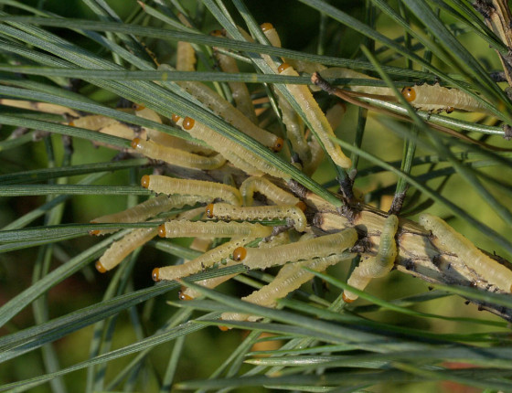 Skupina housenic, Pardubice 2006.