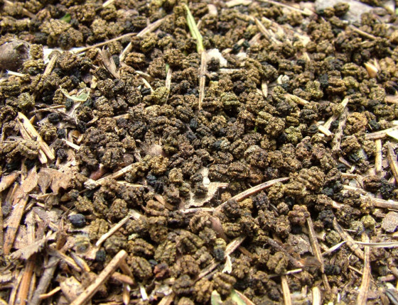 Trusinky pod stromy, Hajnice (Trutnov) 2005.