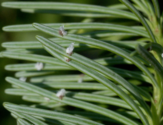 Vajíčka korovnic, Brno-Bystrc 2006.