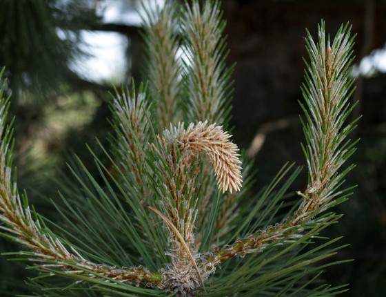 Zavadnutý, žírem poškozený výhon, Žabčice 2008.