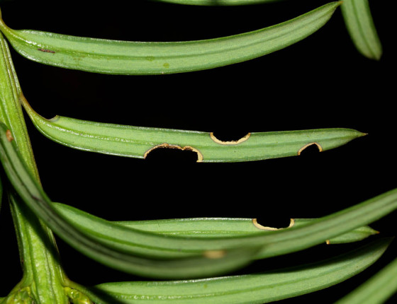 Žírem poškozený tis, Pardubice 2010.