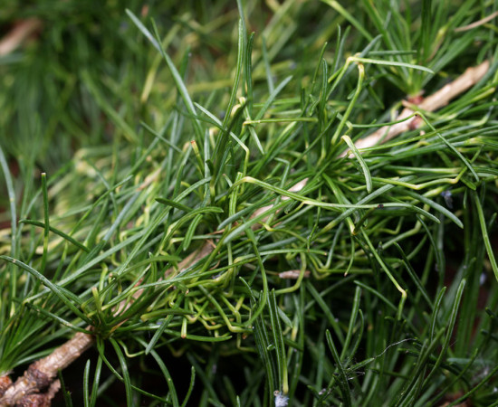 Detail poškození – kolénkatě ohnuté jehlice, Pardubice 2009.
