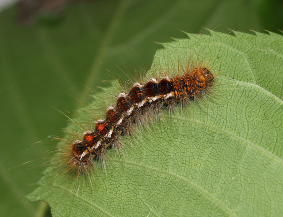 Dorostlá housenka, 2009.