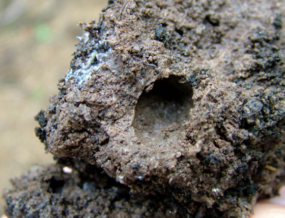 Hliněná kukelná komůrka, Žákova hora 2005.