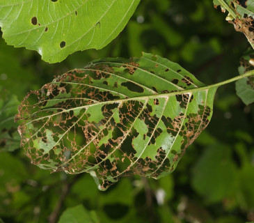 Poškození larvami, 2008.