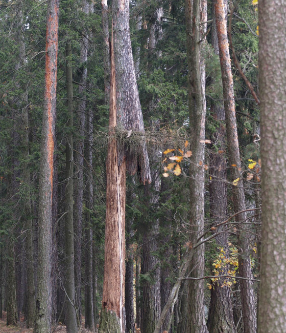 Odumřelý strom, Němčice 2008.