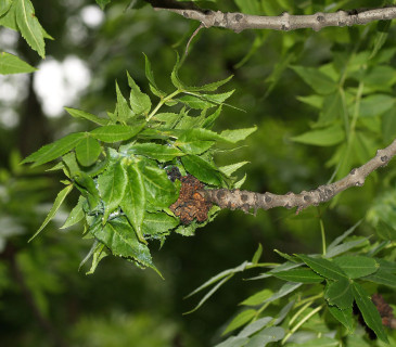 Listy zdeformované sáním, 2008.