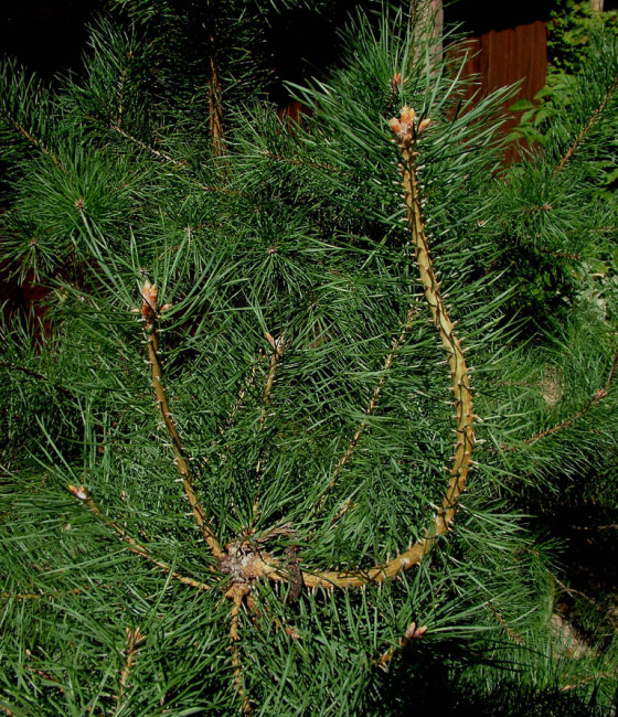 Lyrovitá deformace koruny, Pardubice 2005.