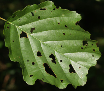 Poškození brouky, 2008.