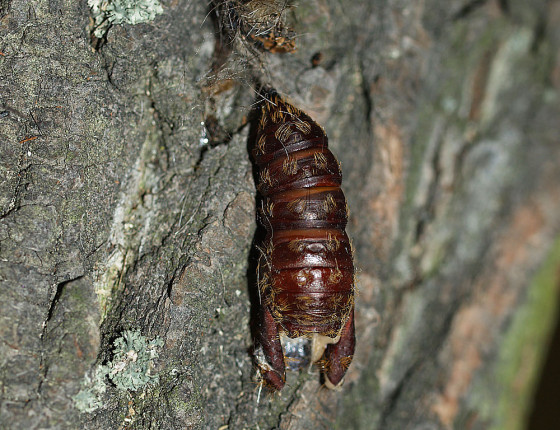 Prázdná kukla, 2007.