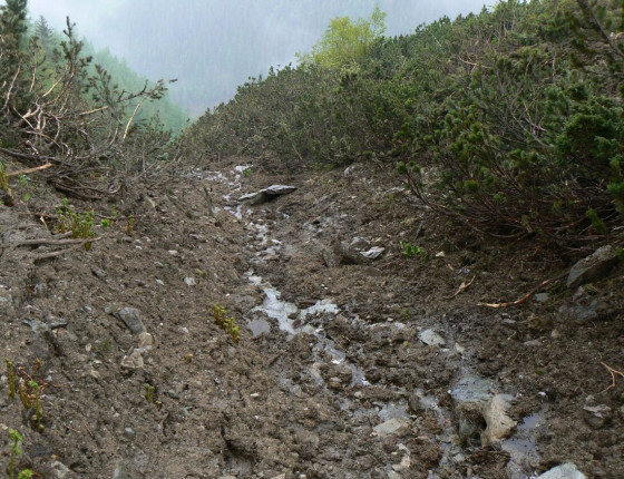 Poškození půdy a kosodřeviny, 27. 5. 2009.