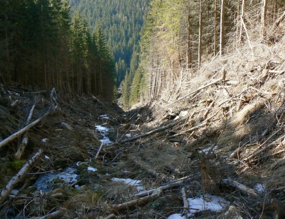 Polom po lavině v Suchém žlebu, 24. 3. 2011.