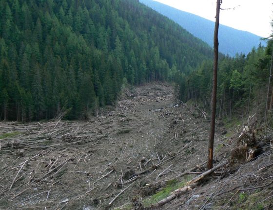 Lavinová dráha – posun rozhraní lesa a pásma lavin o 500–700 m, 5. 6. 2009.