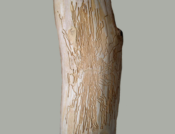 Požerek, sbírky ÚOLM.