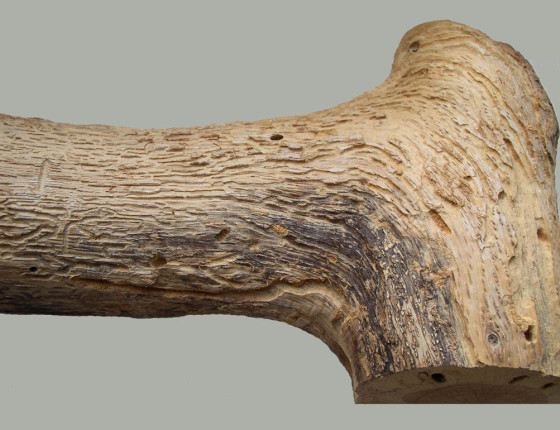 Požerek, sbírky ÚOLM.