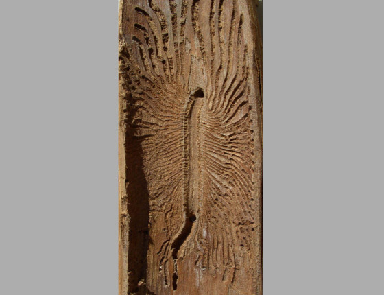 Požerek, sbírky ÚOLM.