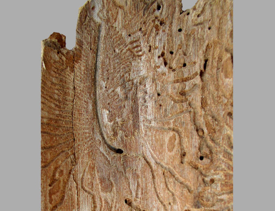 Požerek, sbírky ÚOLM.