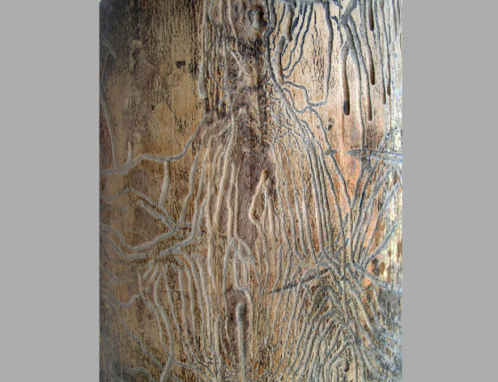 Požerek, sbírky ÚOLM.