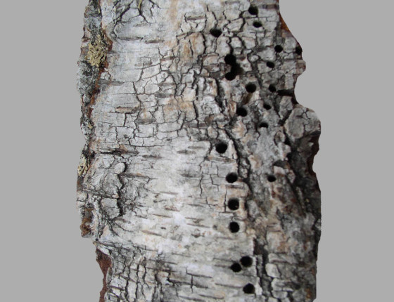 Vzdušníky nad mateřskou chodbou, sbírky ÚOLM.