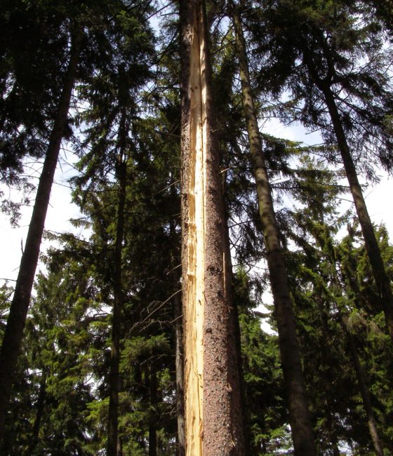 Poškození smrku, ŠLP Křtiny 2003.