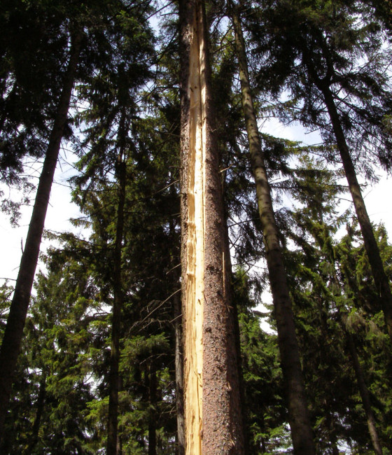 Poškození smrku, ŠLP Křtiny 2003.