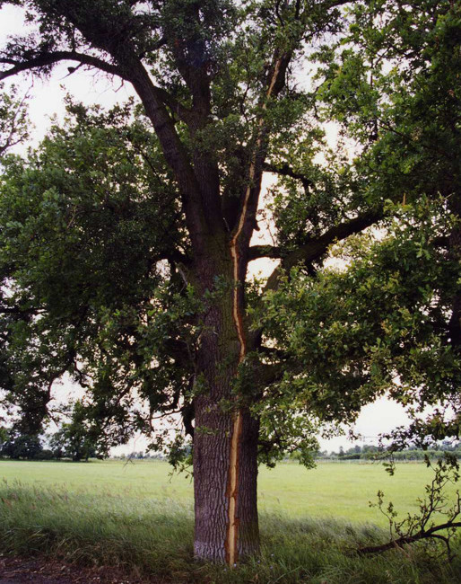 Poškození dubu, Pohansko 1998.