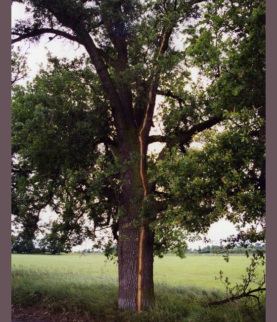 Poškození dubu, Pohansko 1998.